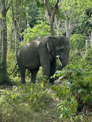   at Phuket Elephant Sanctuary in Phuket