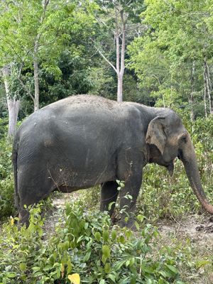   at Phuket Elephant Sanctuary in Phuket