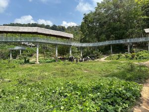Canopy walkway to view the elephants down below!  at Phuket Elephant Sanctuary in Phuket