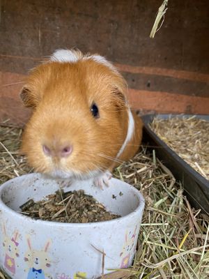 GuineaPig at The Base Vegan Retreat & Small Animal Sanctuary in Bristol