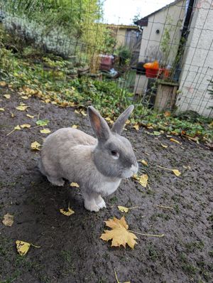  at The Base Vegan Retreat & Small Animal Sanctuary in Bristol