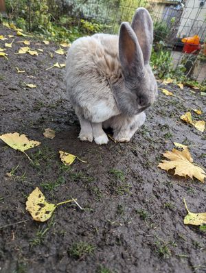  at The Base Vegan Retreat & Small Animal Sanctuary in Bristol