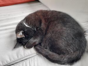 The boss at The Base Vegan Retreat & Small Animal Sanctuary in Bristol