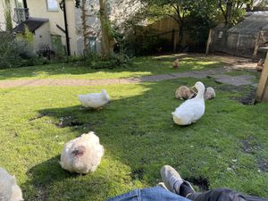 The animals  at The Base Vegan Retreat & Small Animal Sanctuary in Bristol