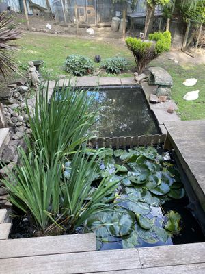 Pond  at The Base Vegan Retreat & Small Animal Sanctuary in Bristol