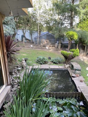 Pond  at The Base Vegan Retreat & Small Animal Sanctuary in Bristol