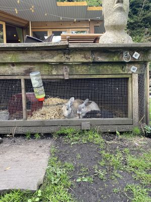 Rabbits  at The Base Vegan Retreat & Small Animal Sanctuary in Bristol