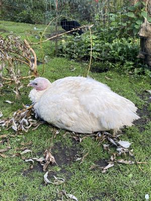 Turkey  at The Base Vegan Retreat & Small Animal Sanctuary in Bristol