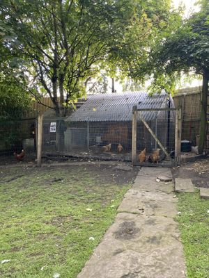 Chickens  at The Base Vegan Retreat & Small Animal Sanctuary in Bristol