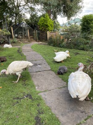 Turkeys, ducks and rabbits  at The Base Vegan Retreat & Small Animal Sanctuary in Bristol