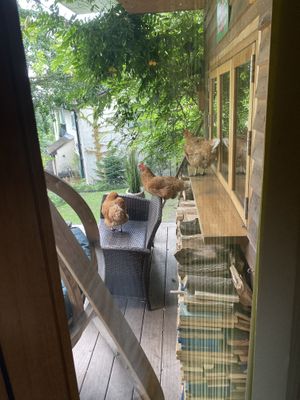 Chickens visiting us in the cabin  at The Base Vegan Retreat & Small Animal Sanctuary in Bristol