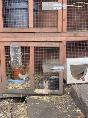 Guinea pigs  at The Base Vegan Retreat & Small Animal Sanctuary in Bristol