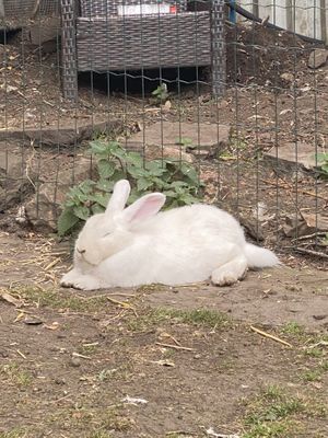 Bunny having a nap  at The Base Vegan Retreat & Small Animal Sanctuary in Bristol