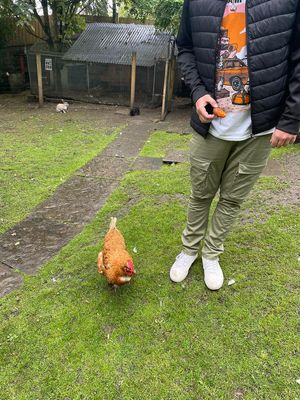  at The Base Vegan Retreat & Small Animal Sanctuary in Bristol