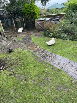  at The Base Vegan Retreat & Small Animal Sanctuary in Bristol