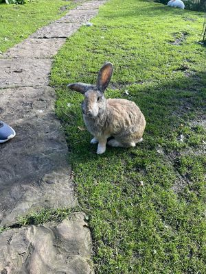  at The Base Vegan Retreat & Small Animal Sanctuary in Bristol