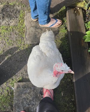   at The Base Vegan Retreat & Small Animal Sanctuary in Bristol