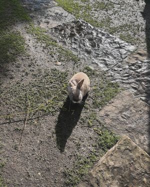   at The Base Vegan Retreat & Small Animal Sanctuary in Bristol