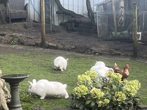   at The Base Vegan Retreat & Small Animal Sanctuary in Bristol