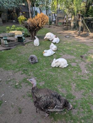  at The Base Vegan Retreat & Small Animal Sanctuary in Bristol