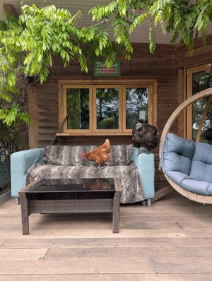  at The Base Vegan Retreat & Small Animal Sanctuary in Bristol