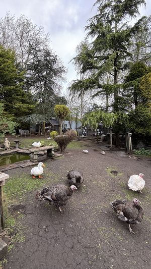   at The Base Vegan Retreat & Small Animal Sanctuary in Bristol