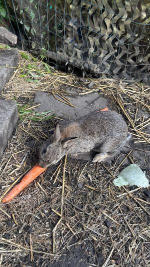   at The Base Vegan Retreat & Small Animal Sanctuary in Bristol