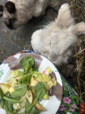   at The Base Vegan Retreat & Small Animal Sanctuary in Bristol