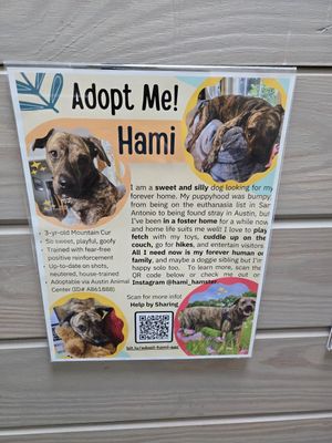 This was my friends foster dog. He was adopted. (Not bc of eldorado but I appreciate that they put his flyer up and many others and advocate for adoption) at Eldorado in Austin