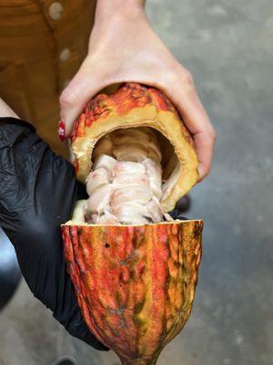 Freshly opened cacao  at Dandelion Chocolate - 16th Street Factory in San Francisco