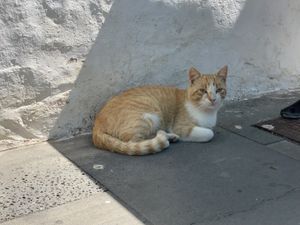   at Bar La Galeria in Lanzarote