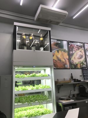 Pilze und Salate aus eigener Anzucht at Good Bank in Berlin