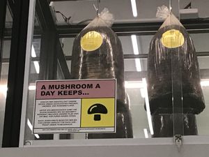 Pilzzucht at Good Bank in Berlin