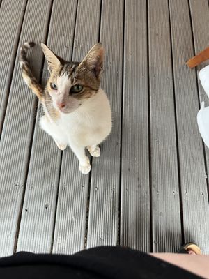 Restaurant cat Riki   at La Casita in Rarotonga