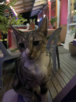 Second restaurant cat (don’t know this one’s name)   at La Casita in Rarotonga