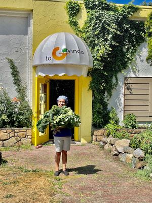 Newly Harvested Kale for our Soup, Salad and Chips at Govinda's Dining in Burnaby