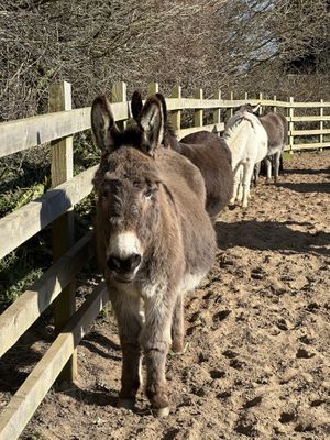   at The Donkey Sanctuary in Sidmouth