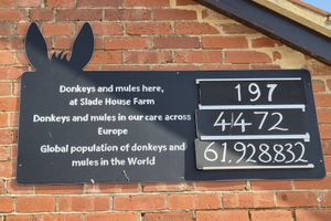  at The Donkey Sanctuary in Sidmouth