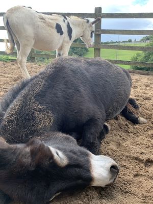   at The Donkey Sanctuary in Sidmouth