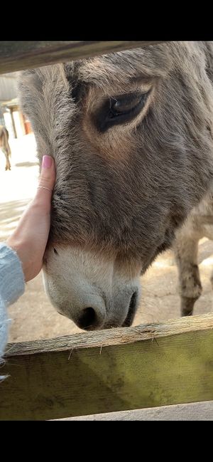   at The Donkey Sanctuary in Sidmouth