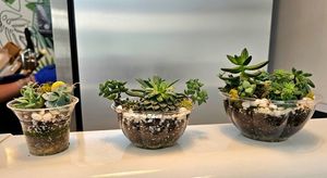 Small, medium, large at Palm Acai Cafe in Berkeley