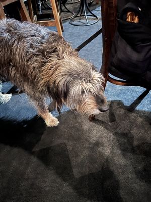 Scout   at Moon Under Water in Christchurch