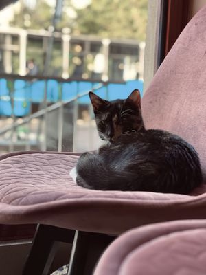 Kitty at Cat Café Kociarnia in Krakow