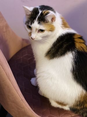 Kitty! at Cat Café Kociarnia in Krakow