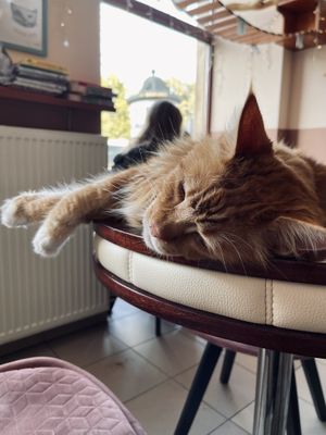 Large kitty! at Cat Café Kociarnia in Krakow