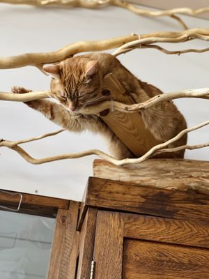 High up kitty! at Cat Café Kociarnia in Krakow