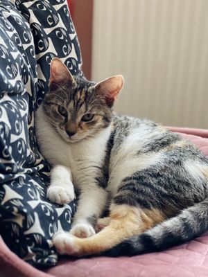 Cozy kitty! at Cat Café Kociarnia in Krakow