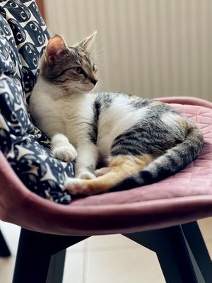 Still cozy kitty! at Cat Café Kociarnia in Krakow