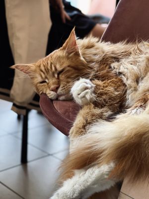 Big kitty! at Cat Café Kociarnia in Krakow