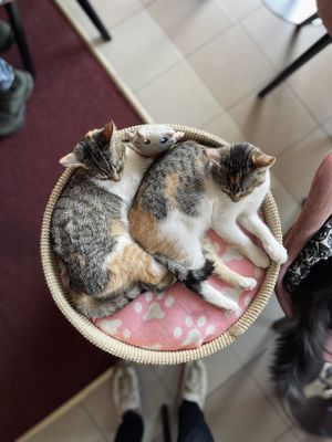 Snuggle kitties! at Cat Café Kociarnia in Krakow